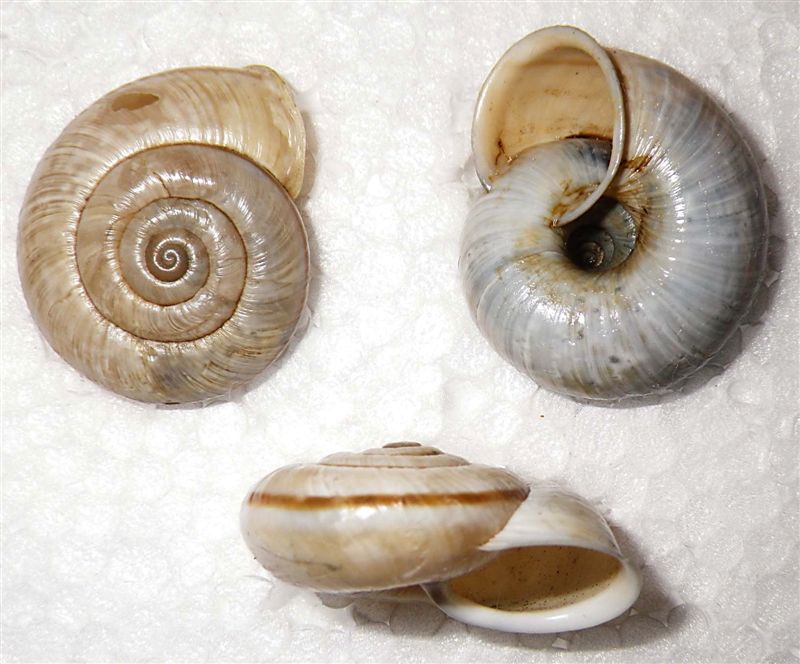 Chilostoma cingulatum colubrinum lago d''Iseo